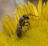 Seladonia sp.